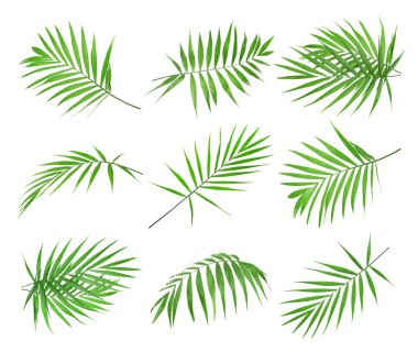 Palmiye yaprakları seti