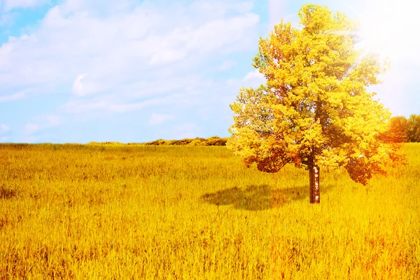 Grande árvore solitária no campo — Fotografia de Stock