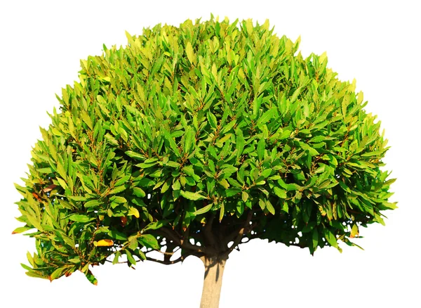 Korona drzewa wawrzynu — Zdjęcie stockowe
