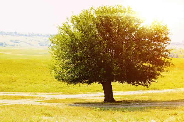 Großer einsamer Baum im Feld — Stockfoto