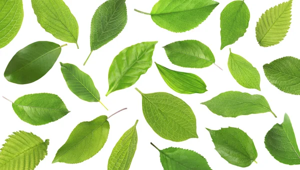 Collage de feuilles vertes fraîches — Photo