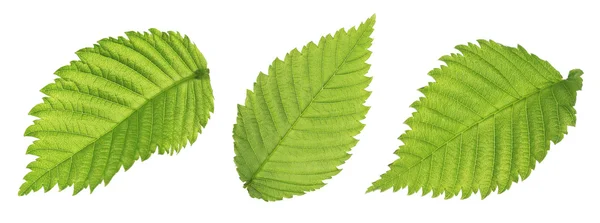 Collage of fresh green leaves — Stock Photo, Image