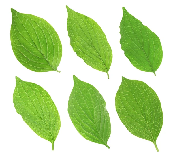 Коллаж из свежих зеленых листьев — стоковое фото