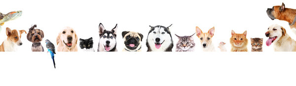 Row of different pets 