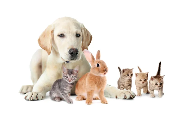 Groep van huisdieren. Dieren vriendschap. — Stockfoto