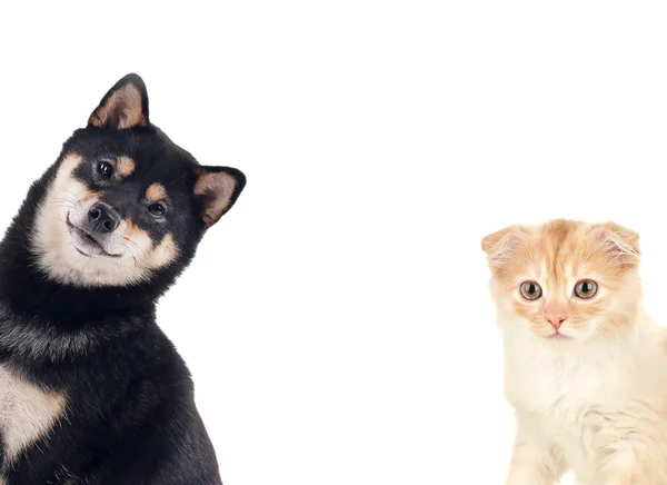 Cane carino e gattino adorabile — Foto Stock