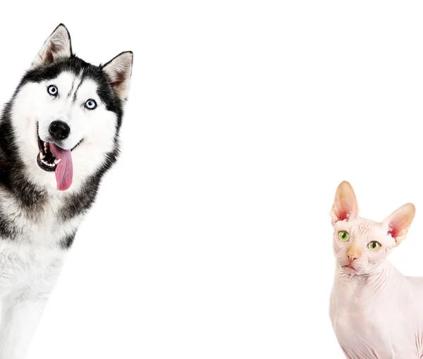 Schattige hond en kat — Stockfoto