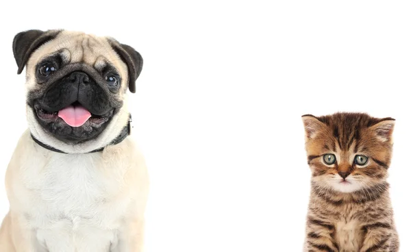 Cute dog and adorable kitten — Stock Photo, Image