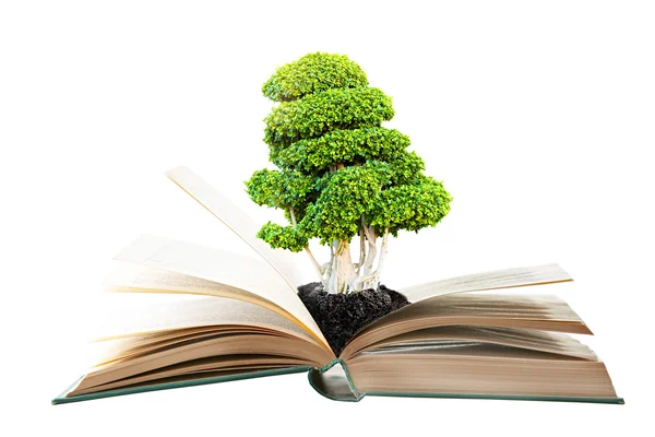 Book with green tree — Stock Photo, Image