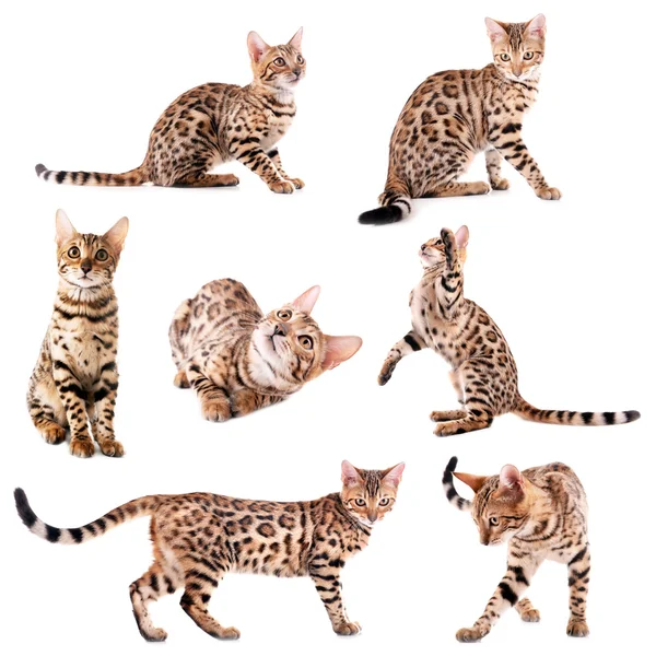 Beautiful Bengal kitten collection — Stock Photo, Image