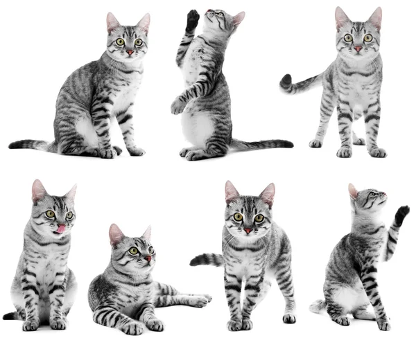 Beautiful cat collection — Stock Photo, Image