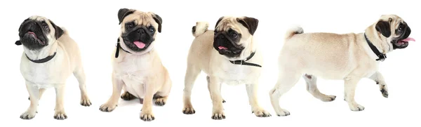 Şirin ve oynak pug — Stok fotoğraf