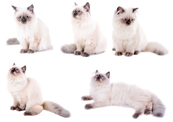 Vacker katt samling — Stockfoto