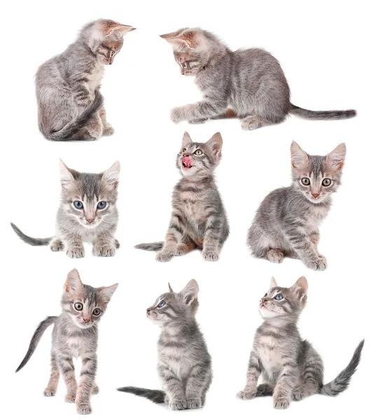 Cute little grey kitten collection — Stock Photo, Image