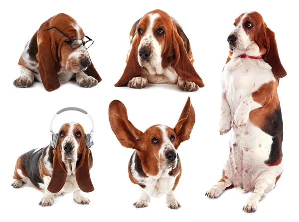 Basset hound dog koleksiyonu — Stok fotoğraf