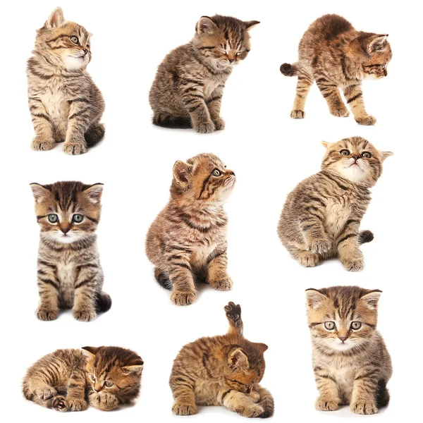 Piccola collezione di gattini carino — Foto Stock