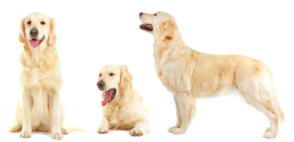 Golden retriever samling — Stockfoto