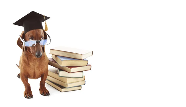 Schattige hond met zwarte afstuderen GLB — Stockfoto