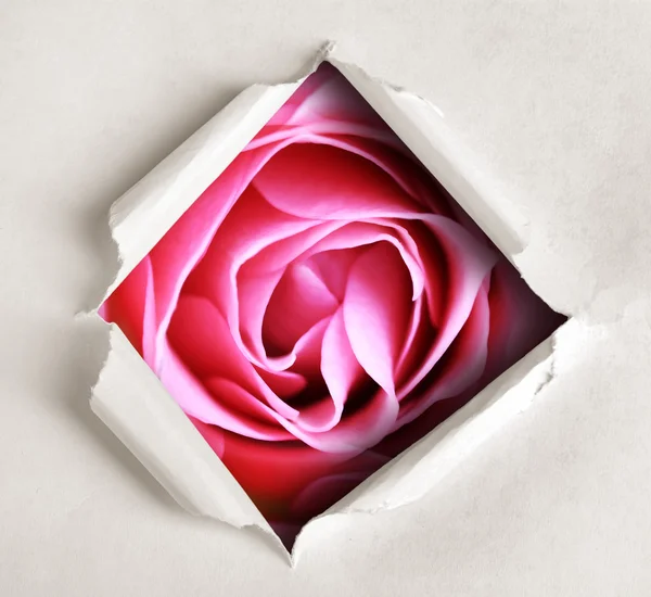 Torn paper  with flower — Stock Photo, Image