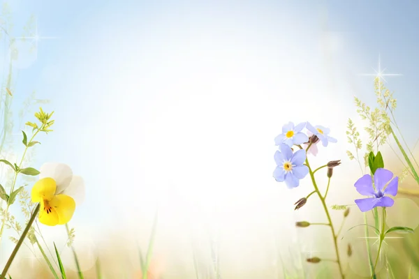 Beautiful wildflowers design — Stock Photo, Image