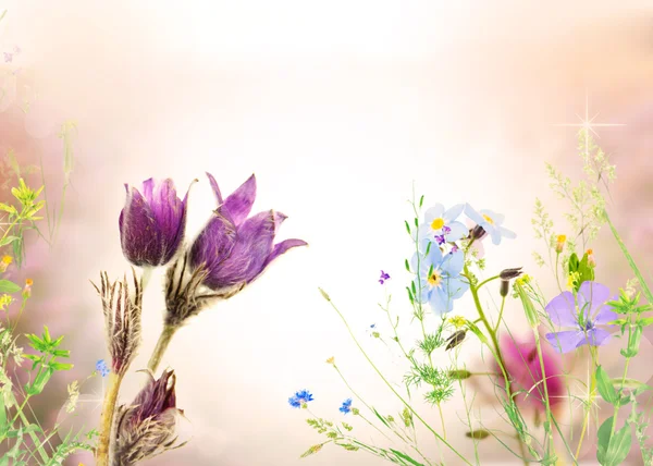 Beautiful wildflowers background — Stock Photo, Image