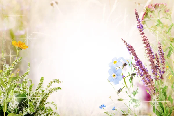 Gyönyörű vadvirágok design — Stock Fotó