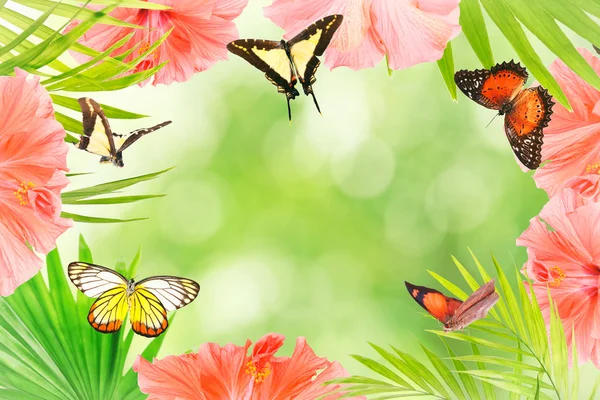 Marco de flores y mariposas — Foto de Stock