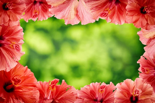 Quadro de flores rosa — Fotografia de Stock