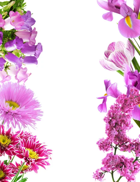 Frame of purple flowers — Stock Photo, Image