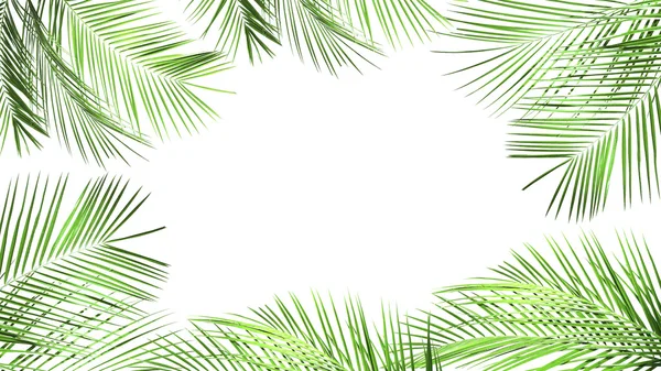 Frame of palm leaves — Stock Photo, Image