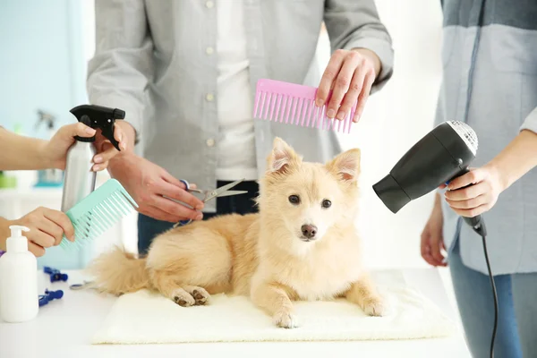 Spitz no salão de groomer — Fotografia de Stock