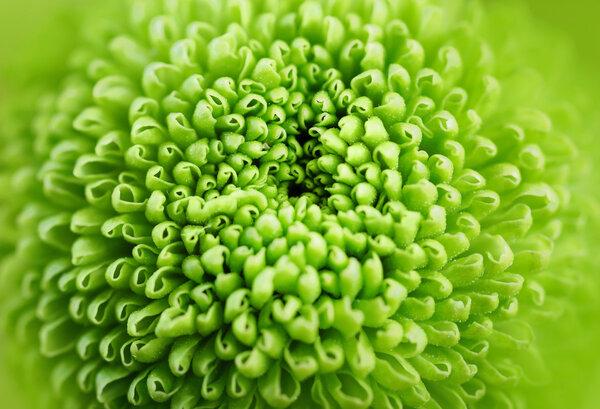 Beautiful green flower