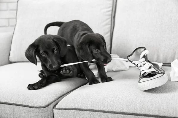 Lustige Labrador-Welpen — Stockfoto