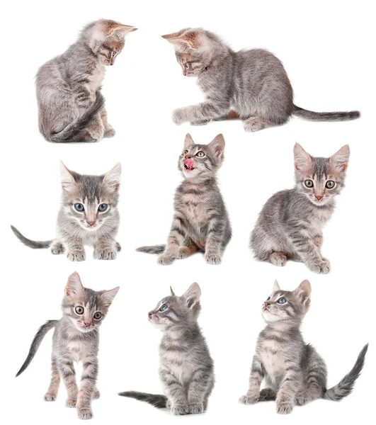 Cute little grey kitten collection Royalty Free Stock Photos