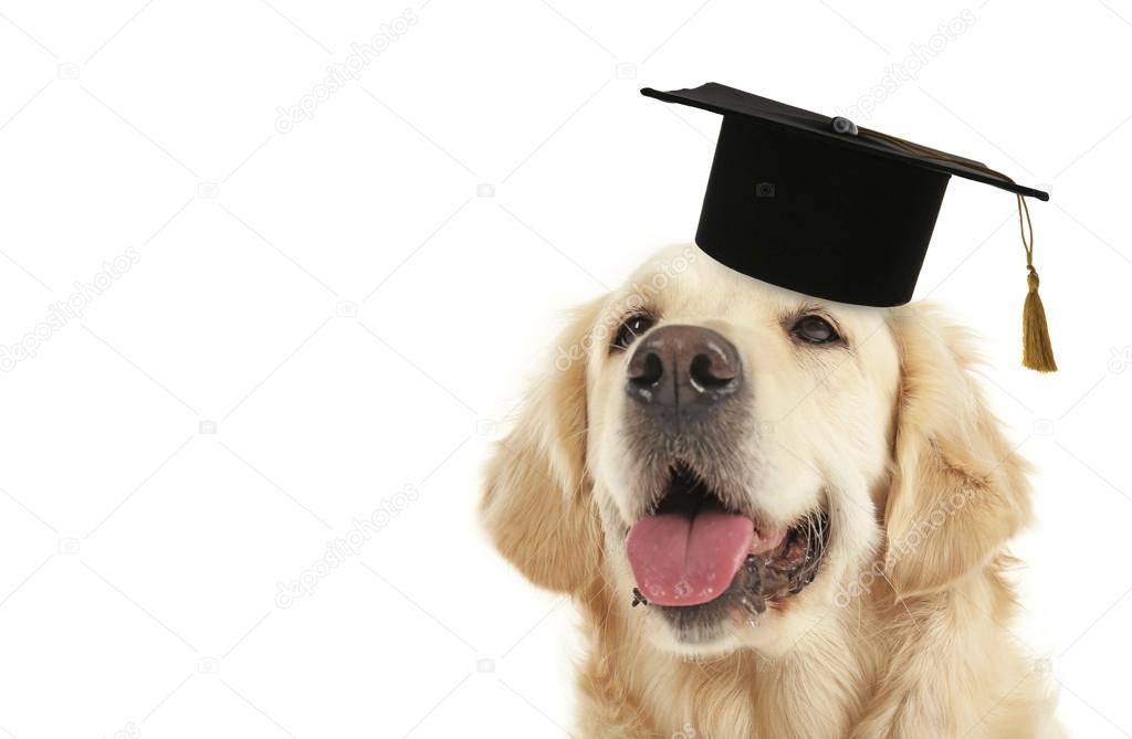 Adorable dog with black graduation cap Stock Photo by ©belchonock 120317034