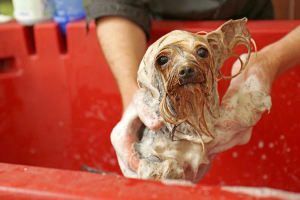 Yorkshire terrier in salon — Stockfoto