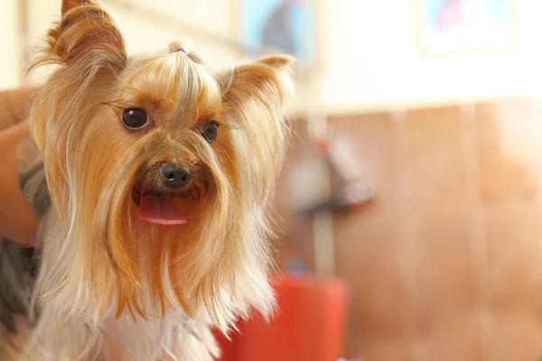 Lindo yorkshire terrier —  Fotos de Stock