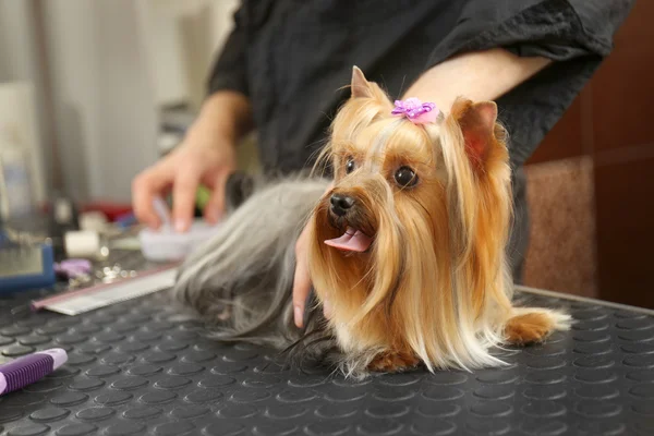 Pflegehund im Salon — Stockfoto