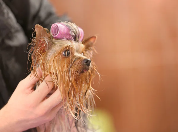 Saç curlers Yorkshire terrier — Stok fotoğraf