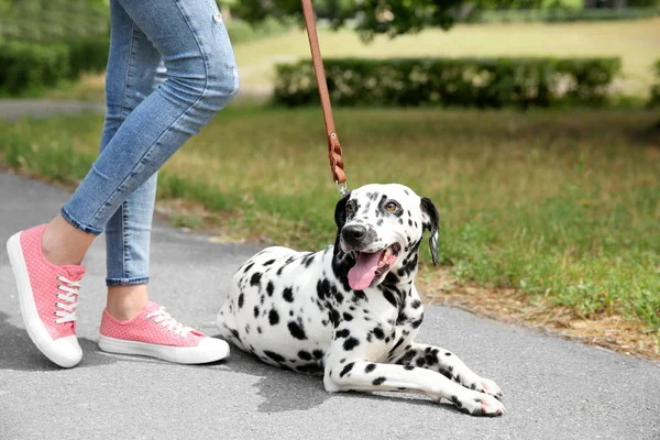 Owner with her dalmatian dog — Stock Photo, Image