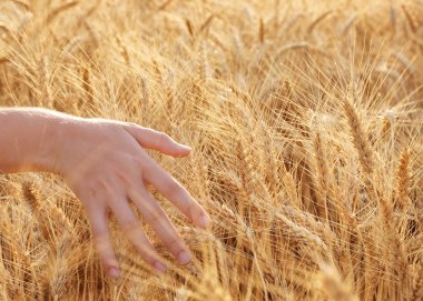buğday dokunmadan kadın 