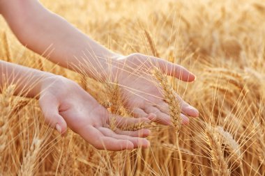 buğday dokunmadan kadın 