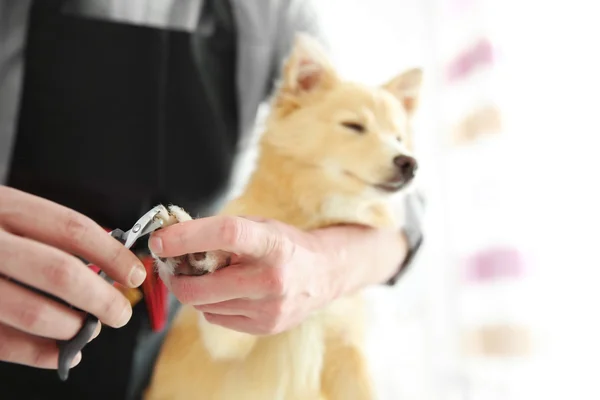 かわいい犬・ スピッツ — ストック写真