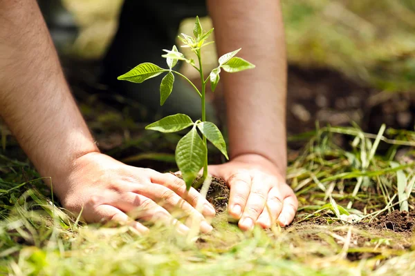 Hombre plantando árbol — Foto de Stock