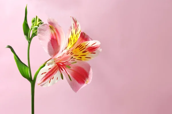 Alstroemeria fiore rosa — Foto Stock