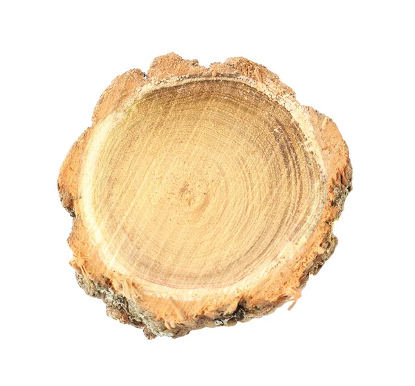 Coupe transversale du tronc d'arbre — Photo
