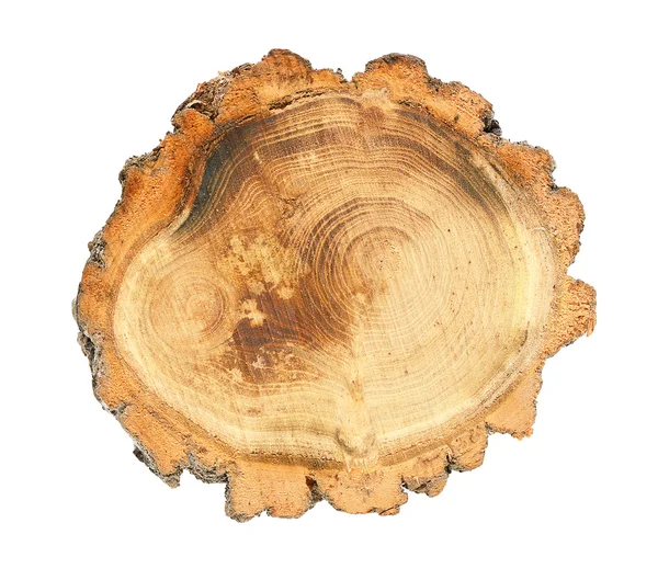 Tree trunk cross section — Stock Photo, Image
