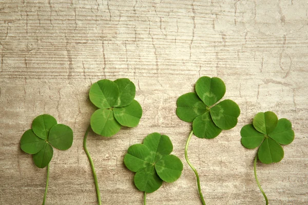 Green four-leaf clovers — Stock Photo, Image