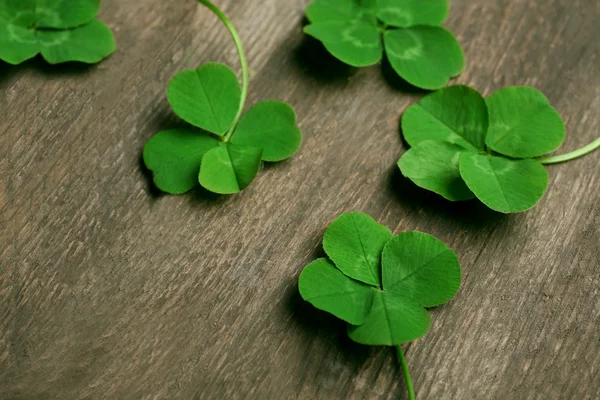 Trevos de quatro folhas verdes — Fotografia de Stock