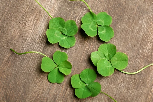 Tréboles verdes de cuatro hojas — Foto de Stock